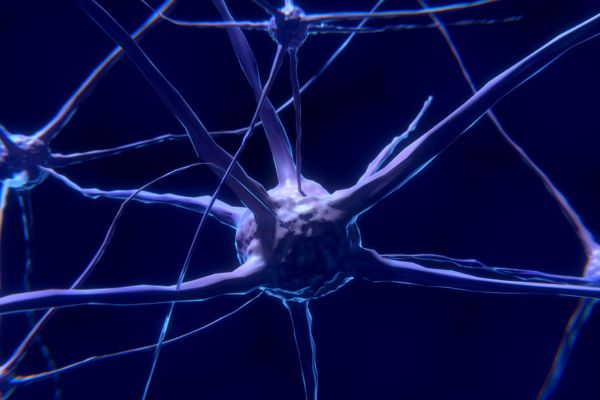 neuron